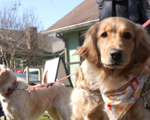 These golden retrievers have their own monthly meetup