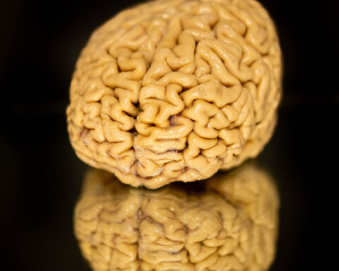 Scientists discover a key to staying mentally sharp in old age