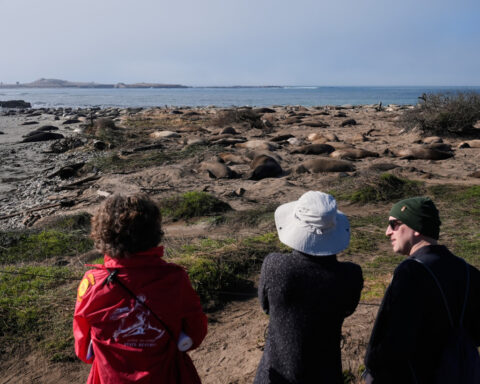 Bird flu outbreak in California elephant seals prompts officials to cancel popular tours