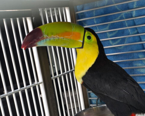 Toucan seen flying around Sin City has been rescued