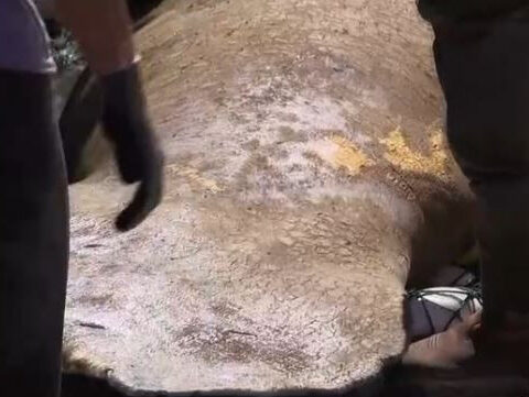 Manatee and calf in distress rescued from Orange River