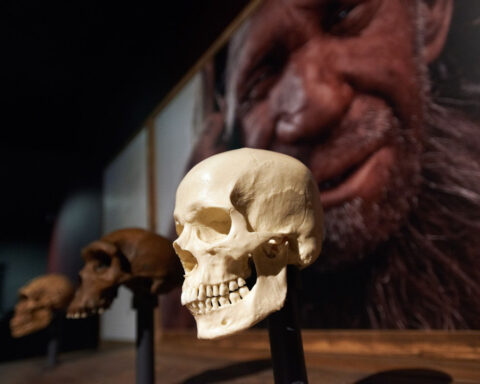 What happened when humans and Neanderthals hooked up