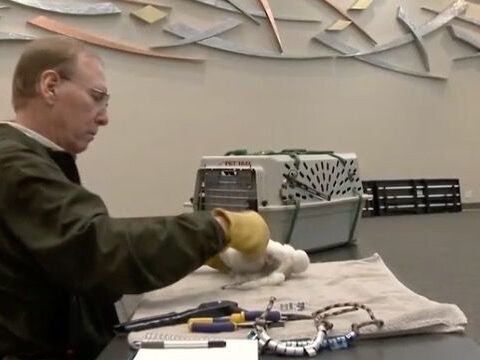 Peregrine falcons thrive in Wisconsin thanks one man's brilliant idea 40 years ago