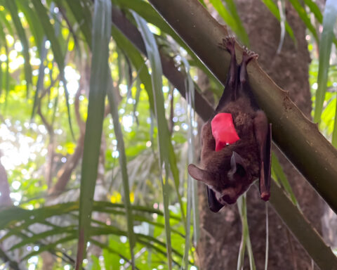 Tiny recording backpacks reveal bats’ surprising hunting strategy