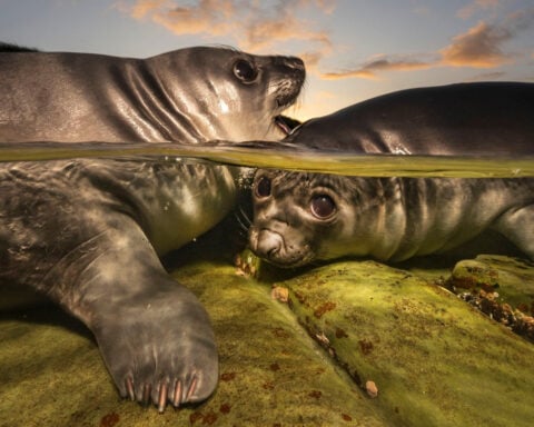 Incredible images showcased in Underwater Photographer of the Year 2026 awards