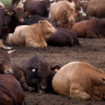 South Africa starts mass cattle vaccination program to halt foot-and-mouth outbreak