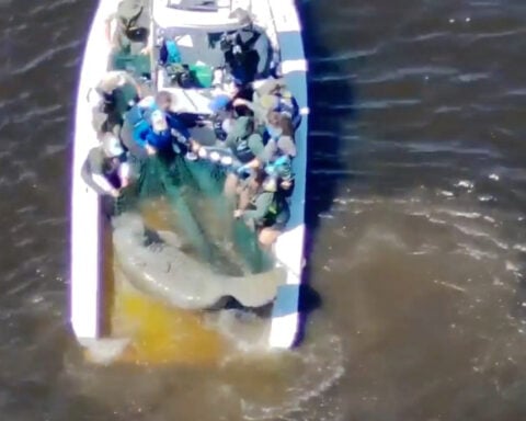 Injured mother manatee and calf are rescued in Florida and taken to SeaWorld