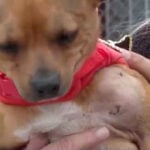'He was shot': Georgia rescue finds dog with bullet in shoulder