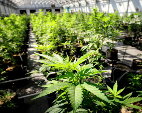 Marijuana advocates light up Second Amendment fight at Supreme Court