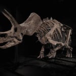 Triceratops skeleton 'Trey' to hit the auction block as dinosaur market soars