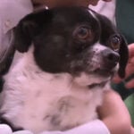 A three-legged chihuahua-pug mix named Frankie is stealing hearts at a private school