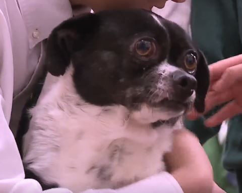 A three-legged chihuahua-pug mix named Frankie is stealing hearts at a private school