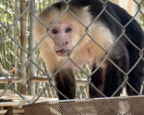 Nonprofit gives monkeys and apes rescued from abuse a second chance at life