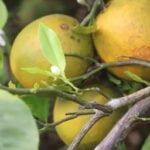 Gene editing and new tree varieties offer hope for Florida’s citrus industry