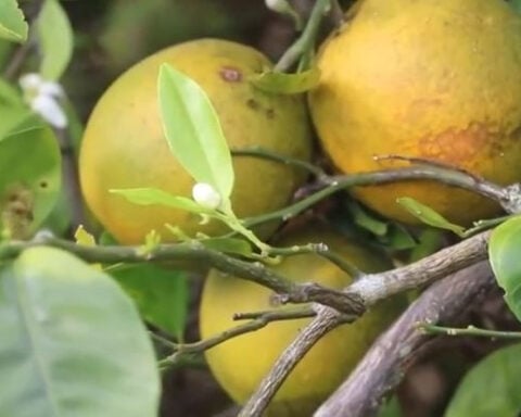 Gene editing and new tree varieties offer hope for Florida’s citrus industry