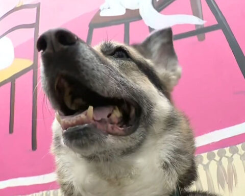 A dying man's final wish: Find his beloved German Shepherds a forever home