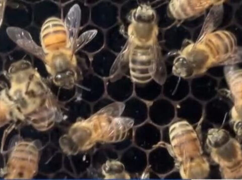 Family-owned beehive farm intentionally destroyed by fire