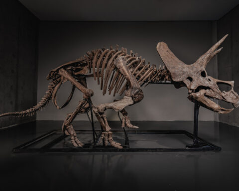 Triceratops skeleton 'Trey' to hit the auction block as dinosaur market soars
