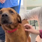 Student donates hundreds of dollars to local animal shelter, using talent show prize money