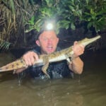 Crocodile caught in an Australian creek 1,200 miles from its tropical habitat