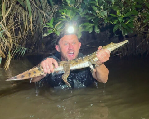 Crocodile caught in an Australian creek 1,200 miles from its tropical habitat