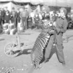 The inspiring and tragic story of Mabel Stark, America’s most famous female tiger trainer