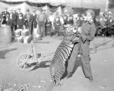 The inspiring and tragic story of Mabel Stark, America’s most famous female tiger trainer