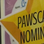 'The Pawscars' to boost senior pet adoptions