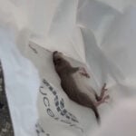 "Rat lovers" wanted to adopt dozens of rodents surrendered in Massachusetts