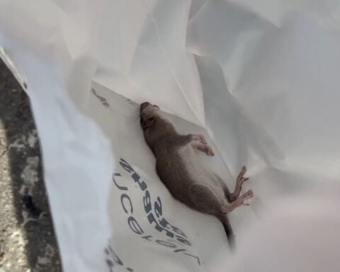 "Rat lovers" wanted to adopt dozens of rodents surrendered in Massachusetts