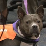 A rescue dog brings hope, healing to court