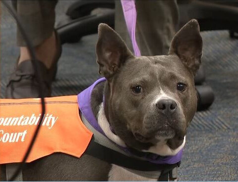 A rescue dog brings hope, healing to court