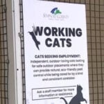 Shelter cats take on new responsibilities