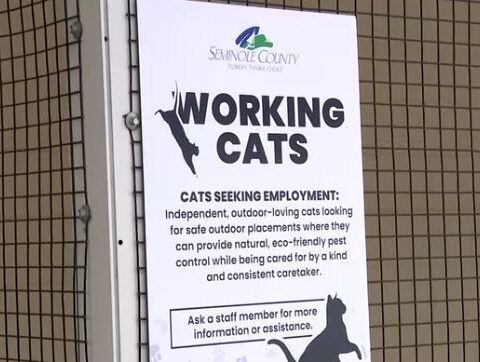 Shelter cats take on new responsibilities