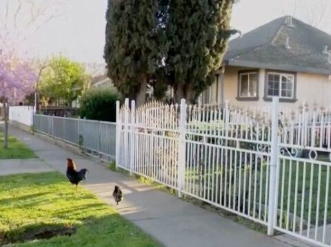 'They're everywhere': Chickens overrun Sacramento neighborhood, leaving residents frustrated