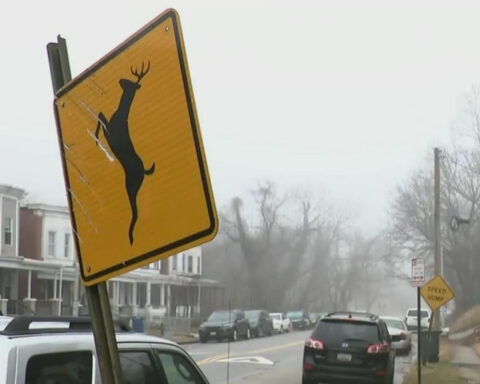 Baltimore to start killing deer with sharpshooters to bring population to healthy levels