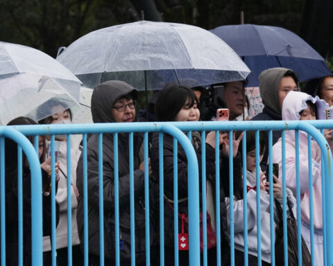 Punch the orphan macaque is outgrowing his plushie and making friends