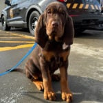 They have a nose for finding people. Bloodhounds and their low-tech sniffers help police track