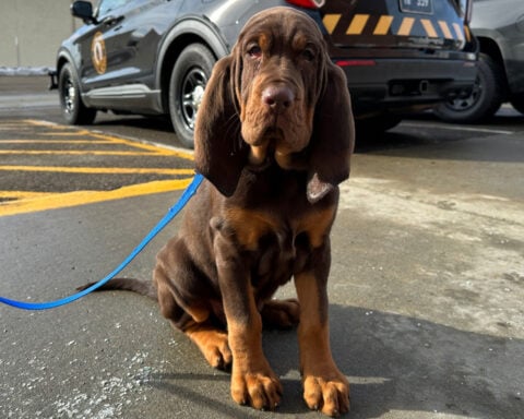They have a nose for finding people. Bloodhounds and their low-tech sniffers help police track