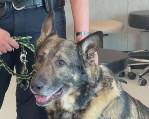 K-9 unit dogs get treatment to extend careers thanks to local nonprofit