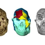 Digital reconstruction reveals the face of ‘Little Foot,’ a nearly 4 million-year-old human ancestor