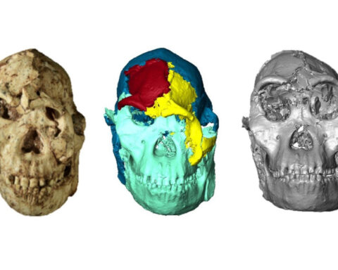 Digital reconstruction reveals the face of ‘Little Foot,’ a nearly 4 million-year-old human ancestor