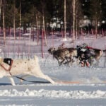 Reindeer racing thrills spectators in Finland's frigid north near the Russian border