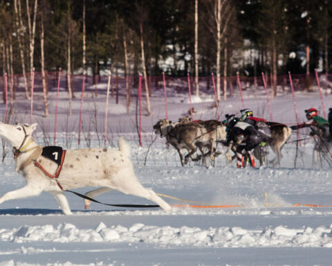 Traditional reindeer racing is delighting spectators in frigid Finland