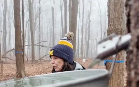 Michigan farm giving visitors a hands-on look at Michigan maple syrup tapping