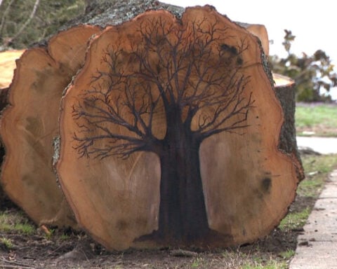 Art piece remembers familiar tree lost during winter storm