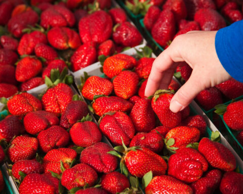 A surprising percentage of produce from the nation’s largest supplier contains ‘forever’ pesticides