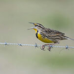 Bird losses are accelerating across North America, particularly in farming regions where agriculture is most intensive