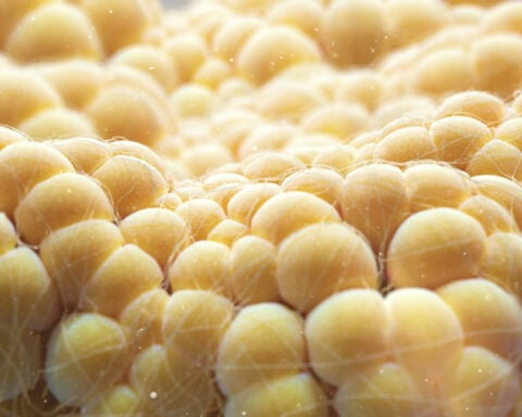 Fat cells burn energy to make heat – making them the next frontier of weight loss therapies