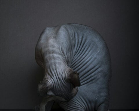 AI doesn’t ‘see’ the way that you do, and that could be a problem when it categorizes objects and scenes